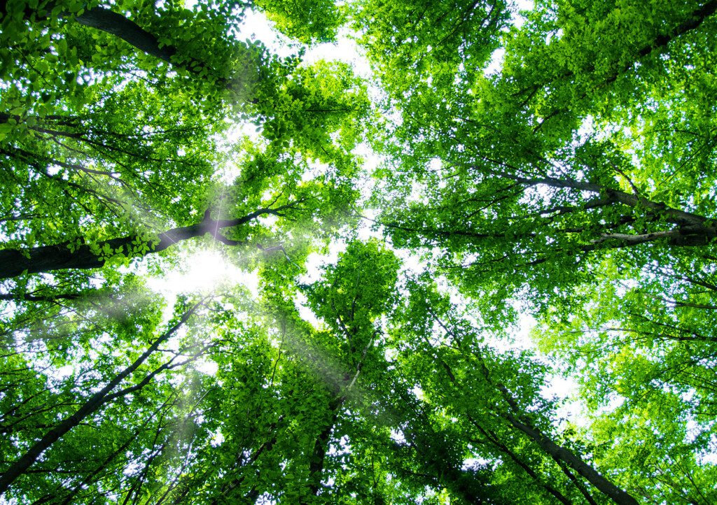 green forest